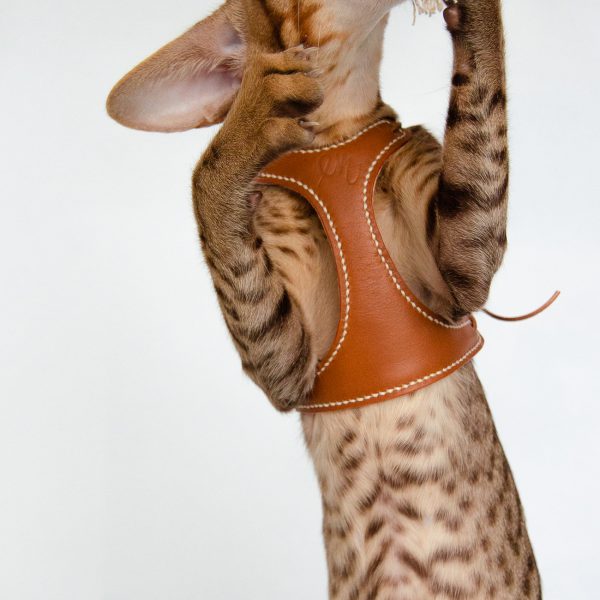 The Kitten Harness - Image 4