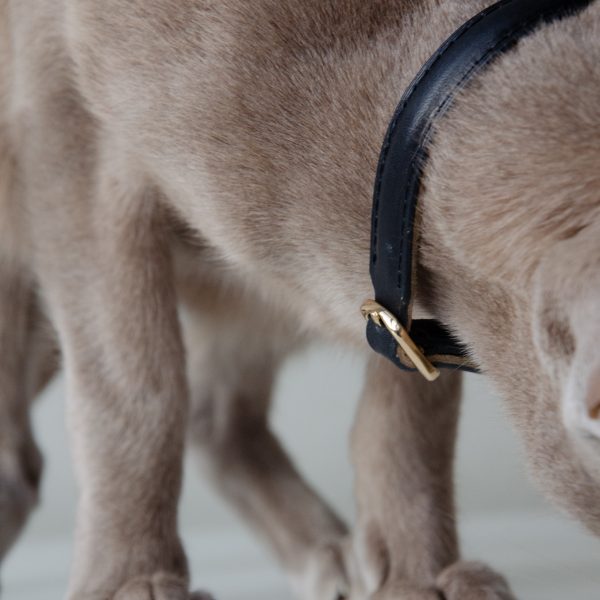 The Cat & Kitten Collar - Premium Leather - Image 6