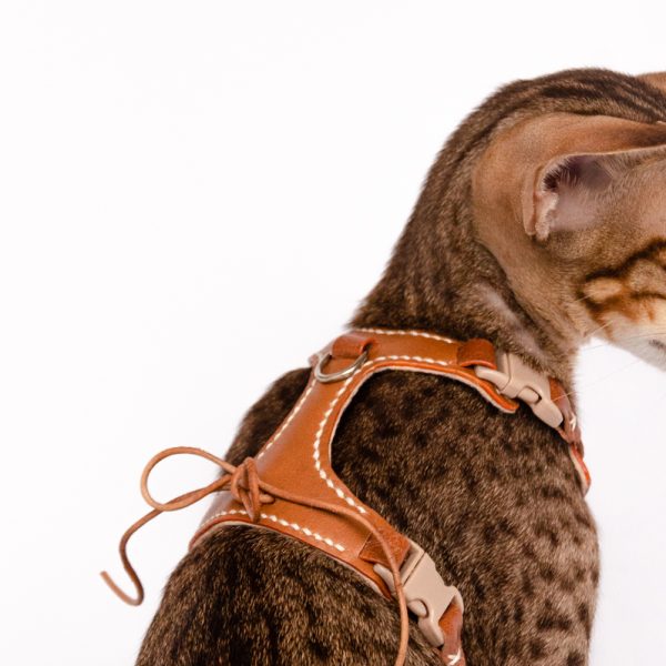 Kitten Harness