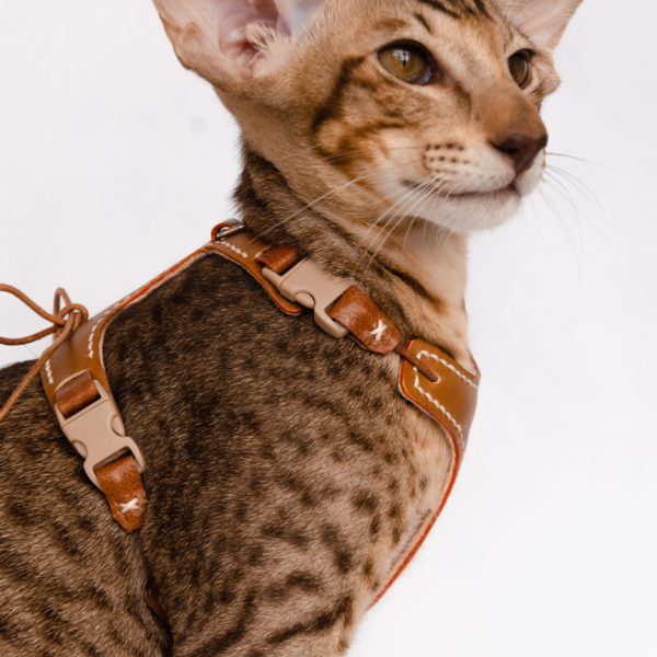 Kitten Harness