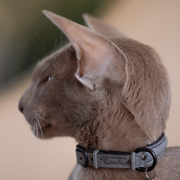 Cat Collar - Ash
