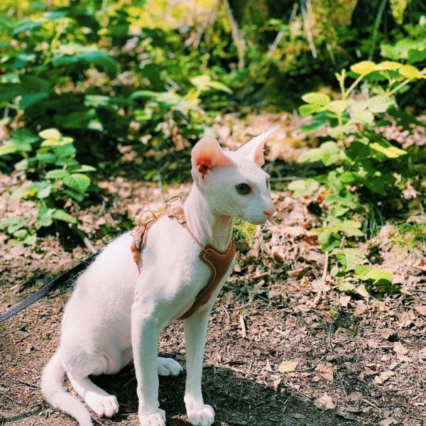 @pbd.maki_olh.nori - Kitten Harness