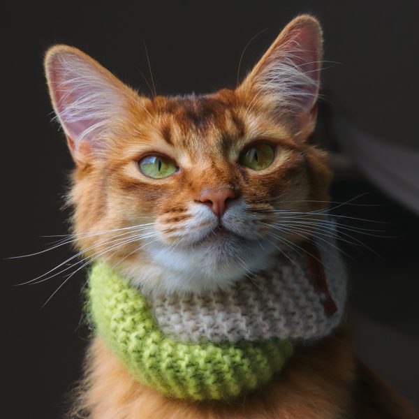 In the twist cat scarf - Image 3