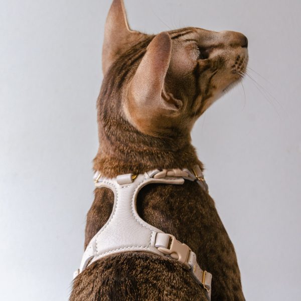 The Cat Harness - Cream