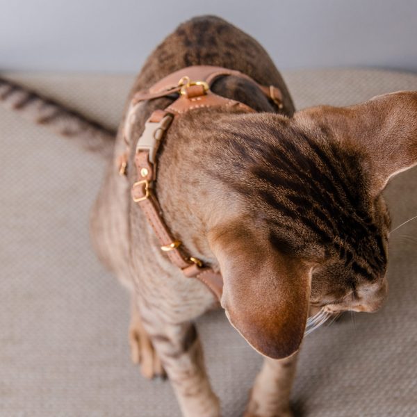 The Premium Cat Harness - Brown