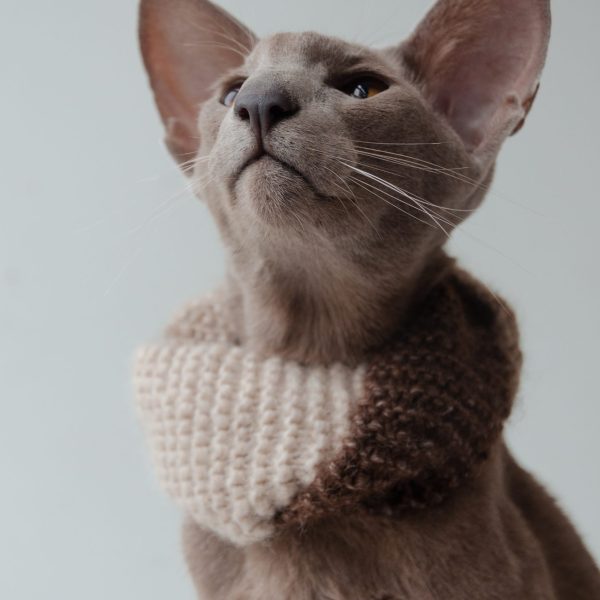 In The Twist Cat Scarf
