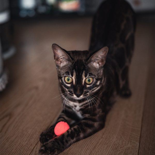 Cat Toy - Pluche Pouncers