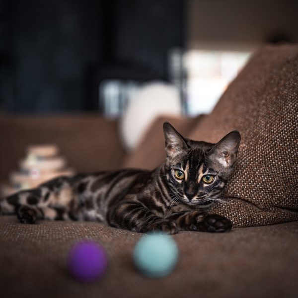 Cat Toy - Pluche Pouncers