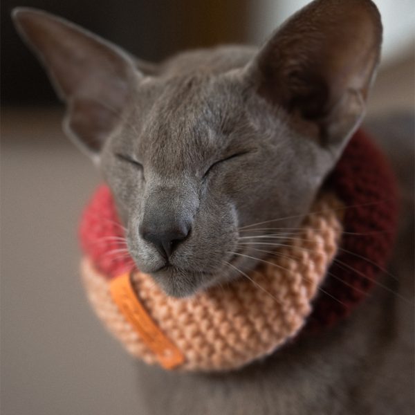 Cat scarf