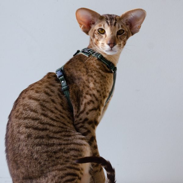 Customize your Cat Harness - Premium Leather - Image 10