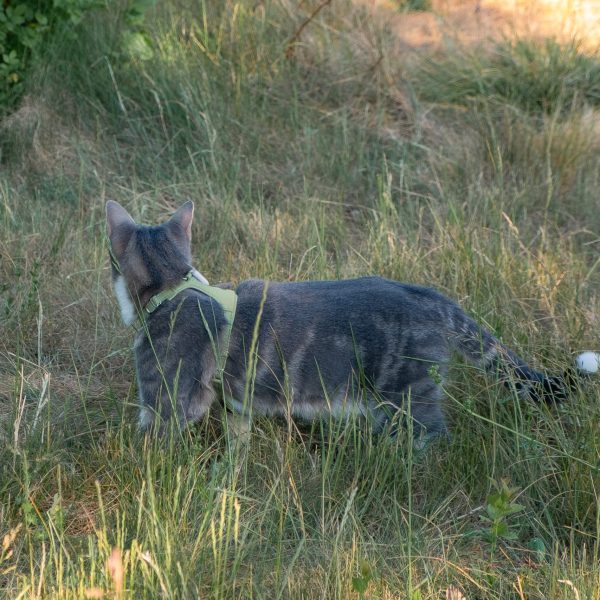 Cat Harness - Matcha Green