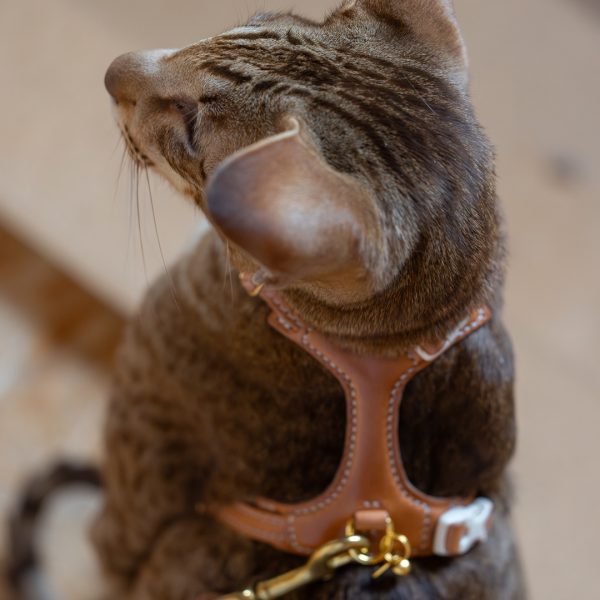 Cat harness & Leash - Premium Brown