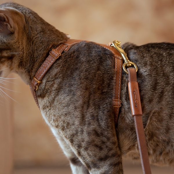 Cat harness & Leash - Premium Brown