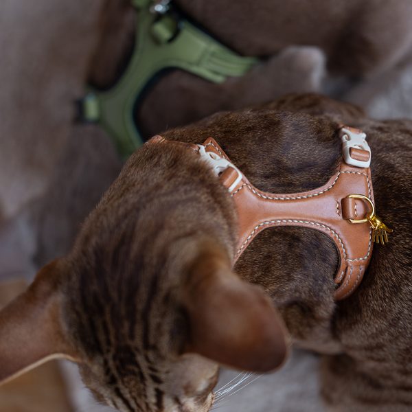 Cat harness - Premium Brown