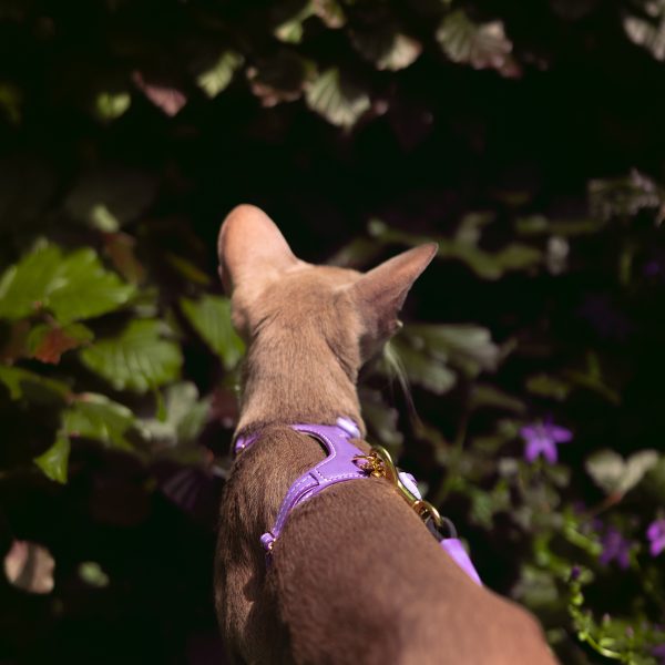 The Cat Harness - Premium Purple