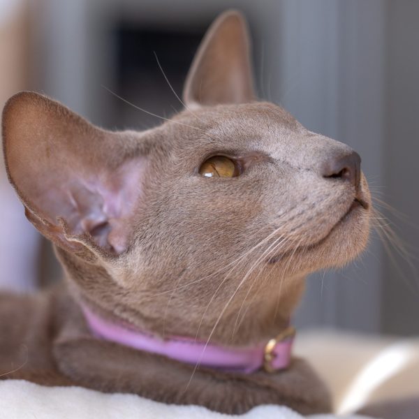 Premium Cat Collar - mauve