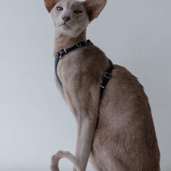 The Premium Cat Harness - Black