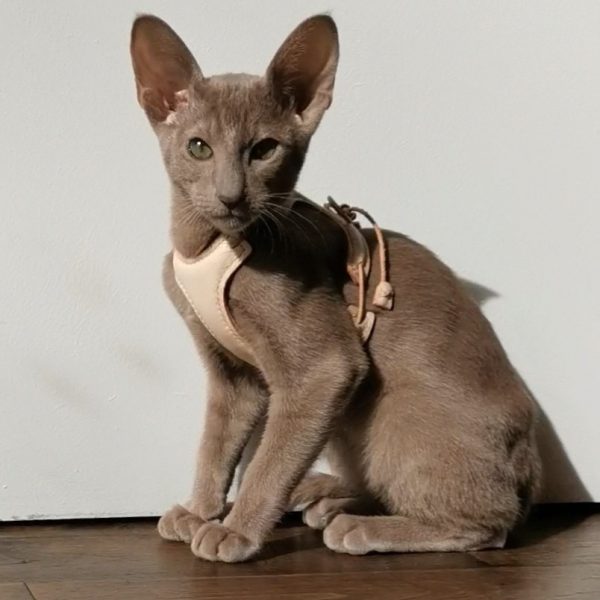 The Kitten Harness - Image 16