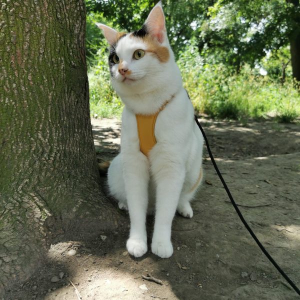Customize your Cat Harness - Image 33