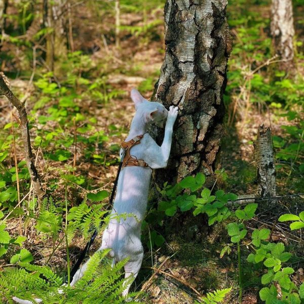 The Kitten Harness - Image 17