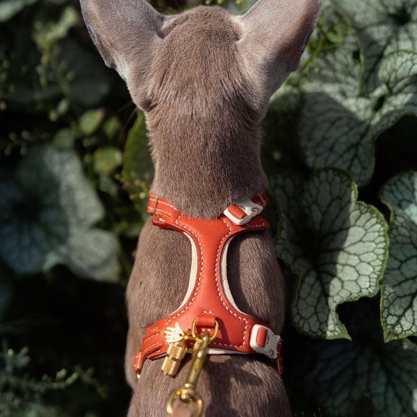 Cat Harness - Brick & Cream