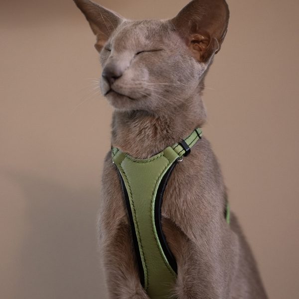 Cat Harness - Match & Premium Black