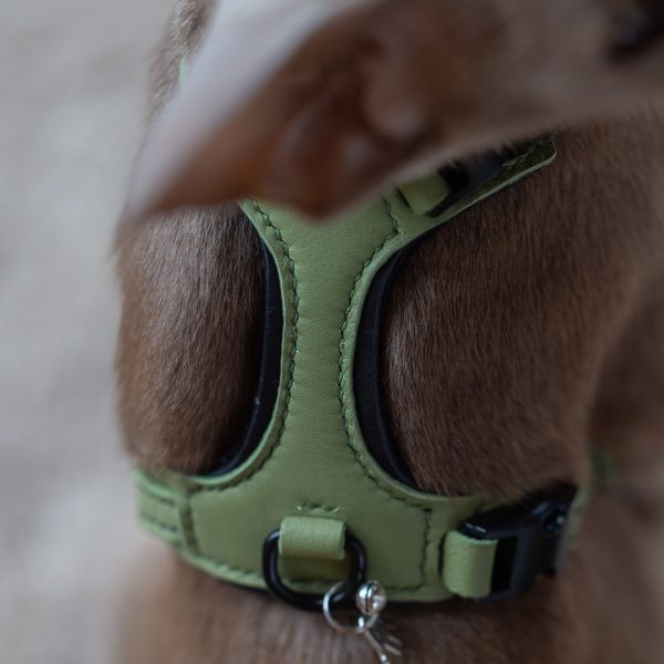Cat Harness - Match & Premium Black
