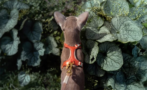 Cat Harness - Brick & Cream