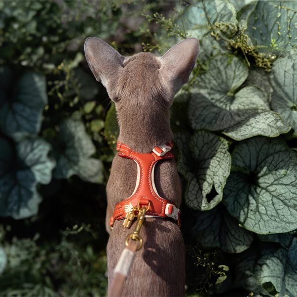 Cat Harness - Brick & Cream