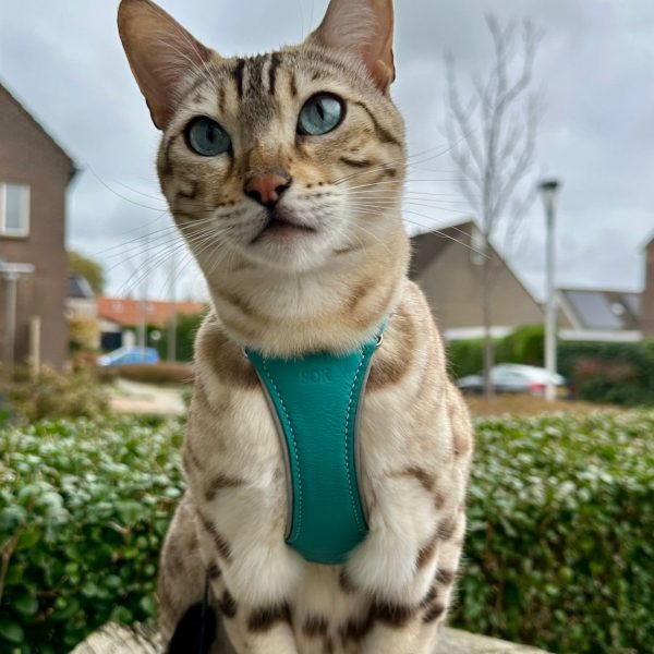 Turquoise Cat Harness