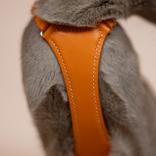 The Car Harness - Orange