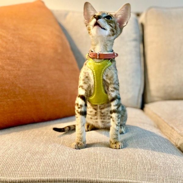 Oriental Kitten Hazel