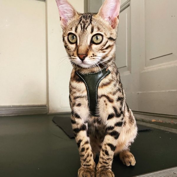 @Burpee_the_Bengal