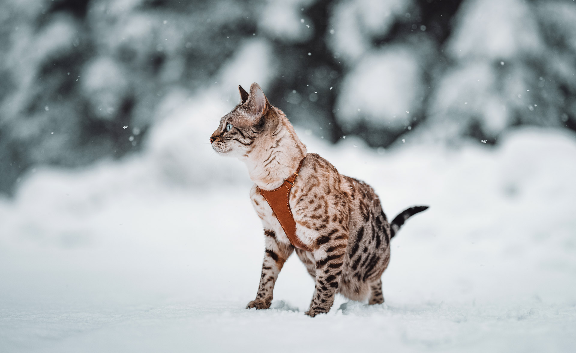Customize your Cat Harness | Handmade by Emma Céline