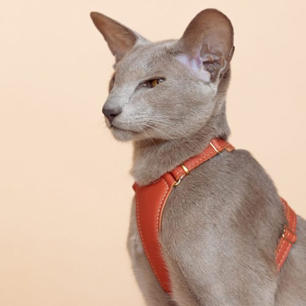 Emmas choice - Rusty Rouge Cat Harness
