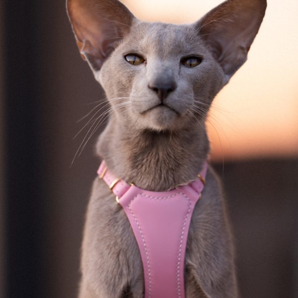 Perfectly Pink Cat Harness