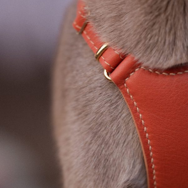 Emmas choice - Rusty Rouge Cat Harness