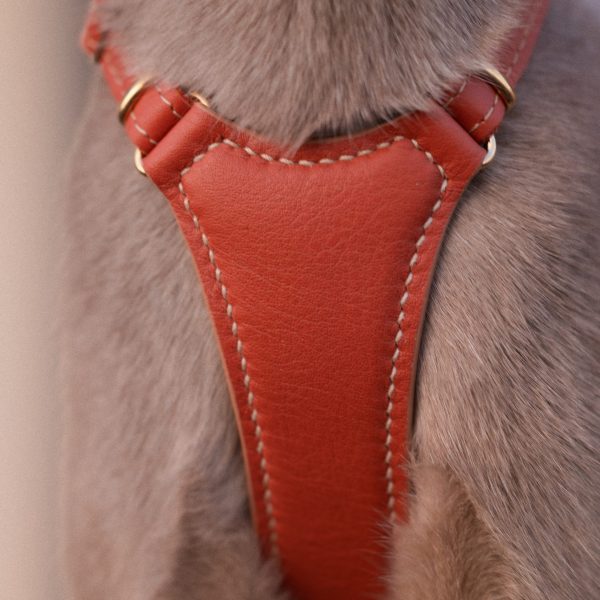 Emmas choice - Rusty Rouge Cat Harness