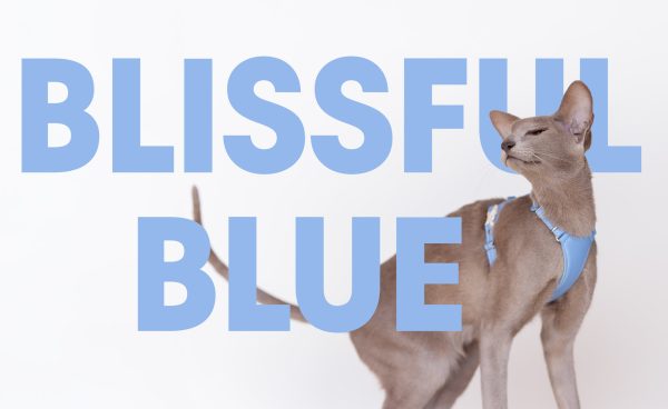 Blissful Blue Cat Harness - Emma's choice