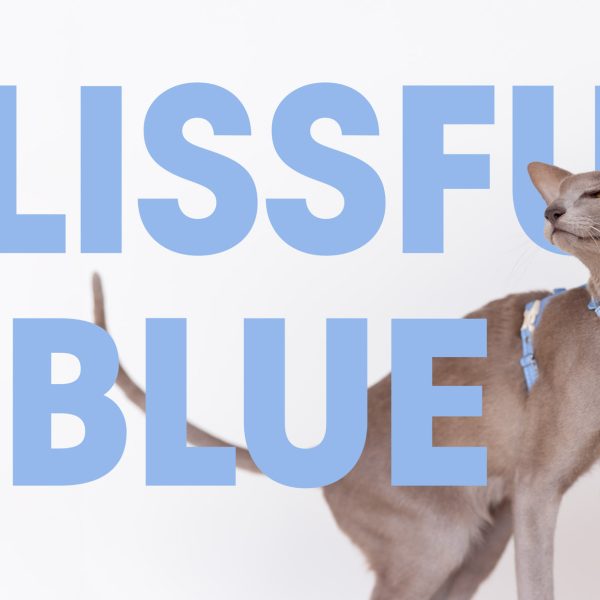 Blissful Blue Cat Harness - Emma's choice