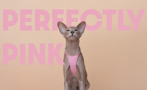 Perfectly Pink Cat Harness - Emma's choice