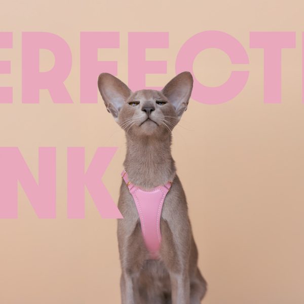 Perfectly Pink Cat Harness - Emma's choice