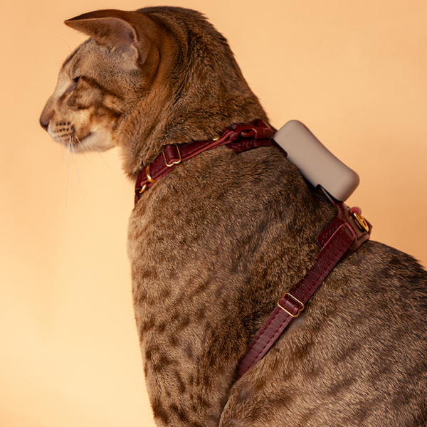 Cat Harness for Tractive CAT Mini GPS Tracker - Bordeaux